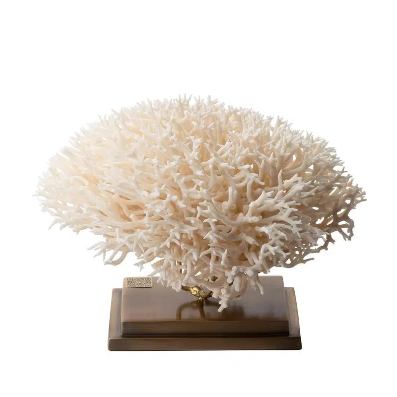 White-Coral-1