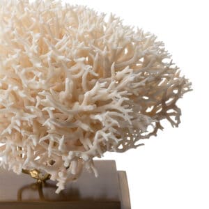 White Coral Detail 2