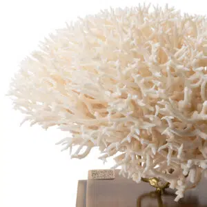 White Coral Detail