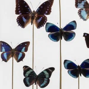 Butterflies sculpture