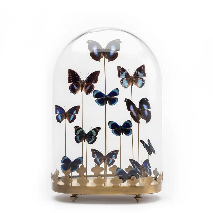 Butterflies In Glass Dome Display Case