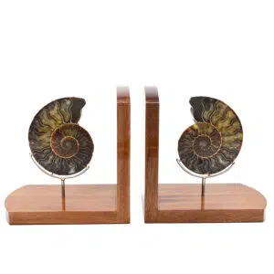 Ammonite Bookends 5