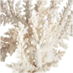 white coral