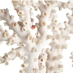 branch coral on stand