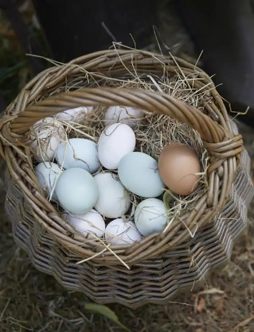 Eggs in a basket, its important to have clean and functional interiors
