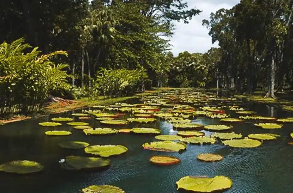 the pamplemousse botanical garden in mauritius is one of the most beautiful spots in the world as katharine pooley's design team knows