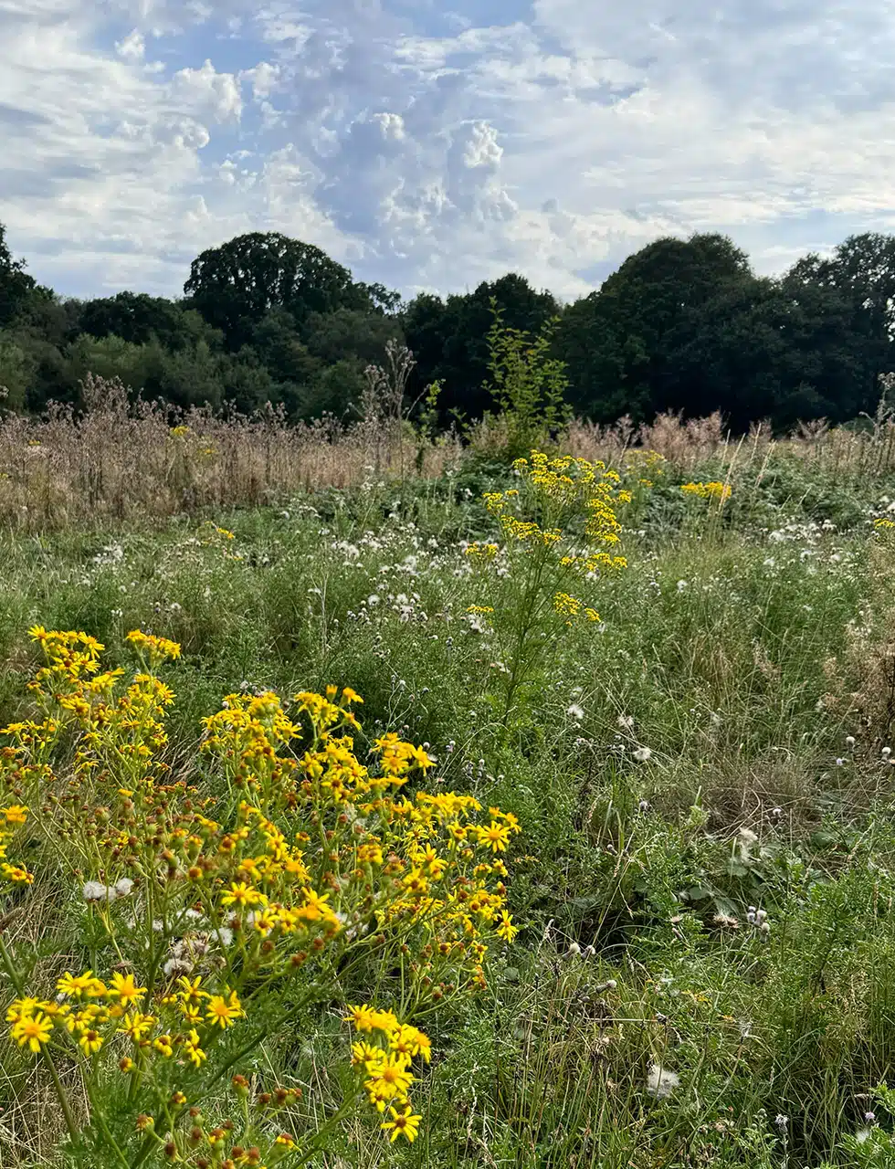 Hampstead Heath meadow by Katharine Pooley