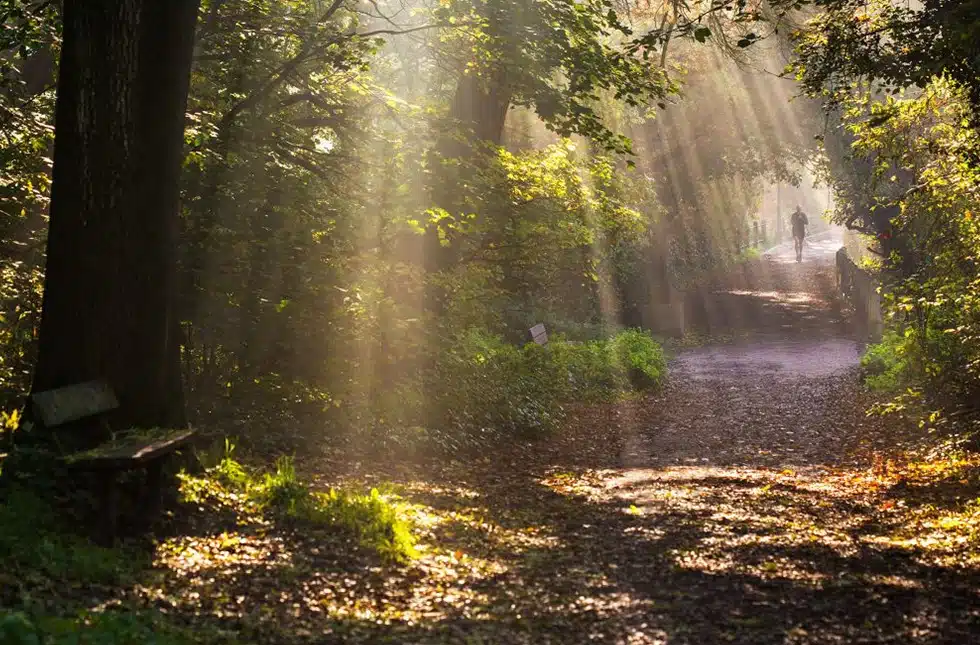 Hampstead Heath in the sunlight